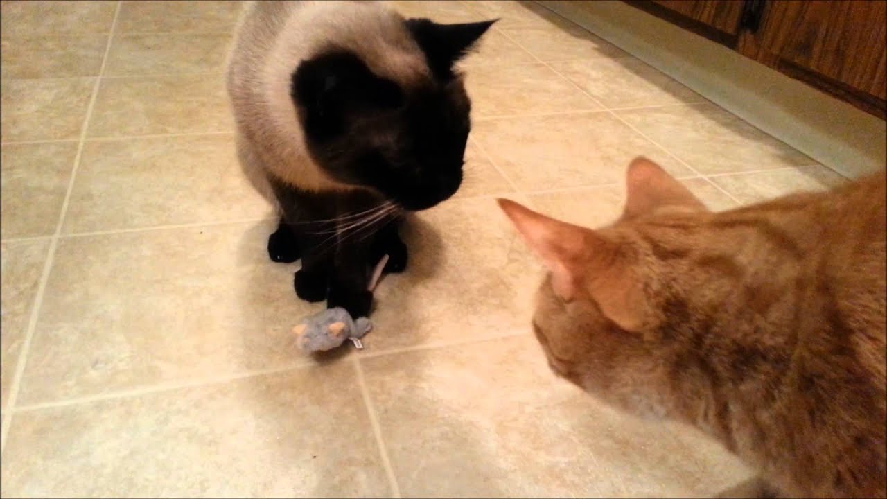 A Picky Cat's Favorite Toy! - YouTube