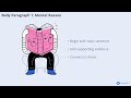 Five Paragraph Essay explained