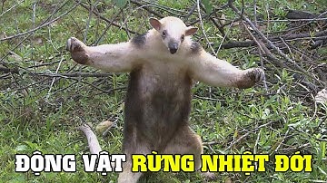 Động Vật Rừng Nhiệt Đới Amazon | Khám Phá Thế Giới Động Vật Hoang Dã