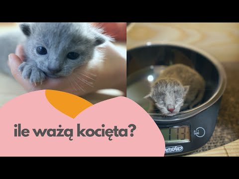 Wideo: Ile waży żelazisty jastrząb?