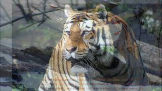 Download The Taiga Biome! Video MP3 The Taiga Biome!
