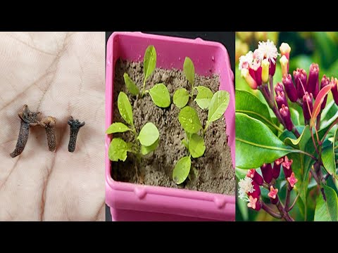 Video: Wat is een kruidnagelroze plant: tips voor het kweken van kruidnagelroze in kruidentuinen