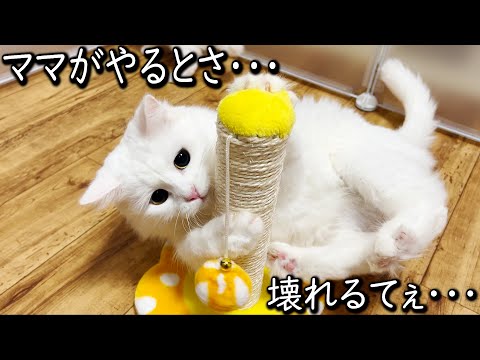 【マンチカンの子猫】ママが瞳孔バキバキでオモチャを壊そうとする件 ∼猫のいる生活Vol.603∼ 出産動画 マンチカン短足・ミヌエット・ペルシャ猫専門ブリーダー『ペット蔵人』【子猫の成長記録】