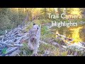 Trail camera highlights from the voyageurs wolf project