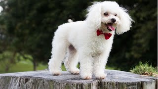 Poodle Dogs 101: Poodle Dog Breed Temperament, Diet, Health, Lifespan by Delvix Pet 43 views 1 year ago 11 minutes, 30 seconds