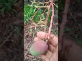 Thaichuk Botro Torkha Gardeningvideo Fruit Shortvideo