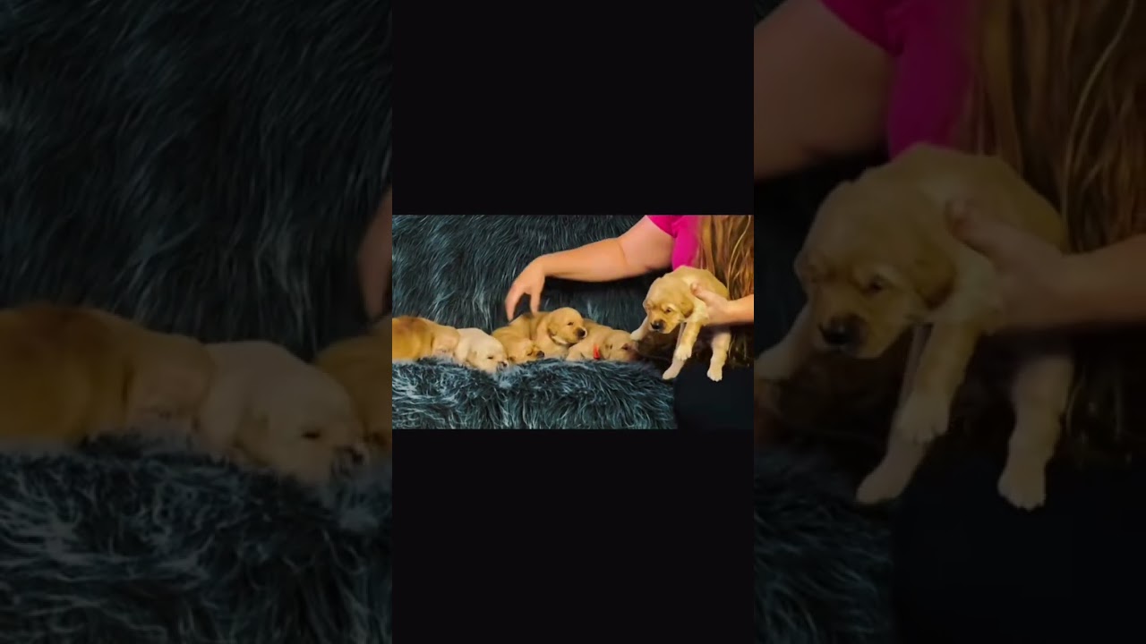 Golden Bloom Retrievers located Northwest Ohio. Follow on Facebook for their forever homes info.