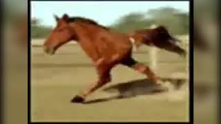 Retarded running shady horse (upgraded version)