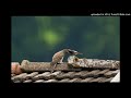 Vogelbestimmung: Kuckuck (Cuculus canorus)