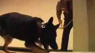 K-9 Graduation