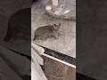 Asmr💢Cute cat Yumi #shortsvideo #hongkong #cat #catvideos #catshorts #amazing #catworld #satisfying