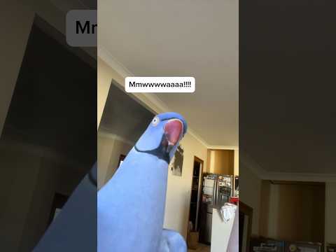 Disclaimer Hams Butt Is And Forever Will Be Fluffy And Safe