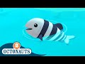 @Octonauts -  🐟 The Hungry Pilot Fish 🦈 | Season 1 | Full Episodes | Cartoons for Kids