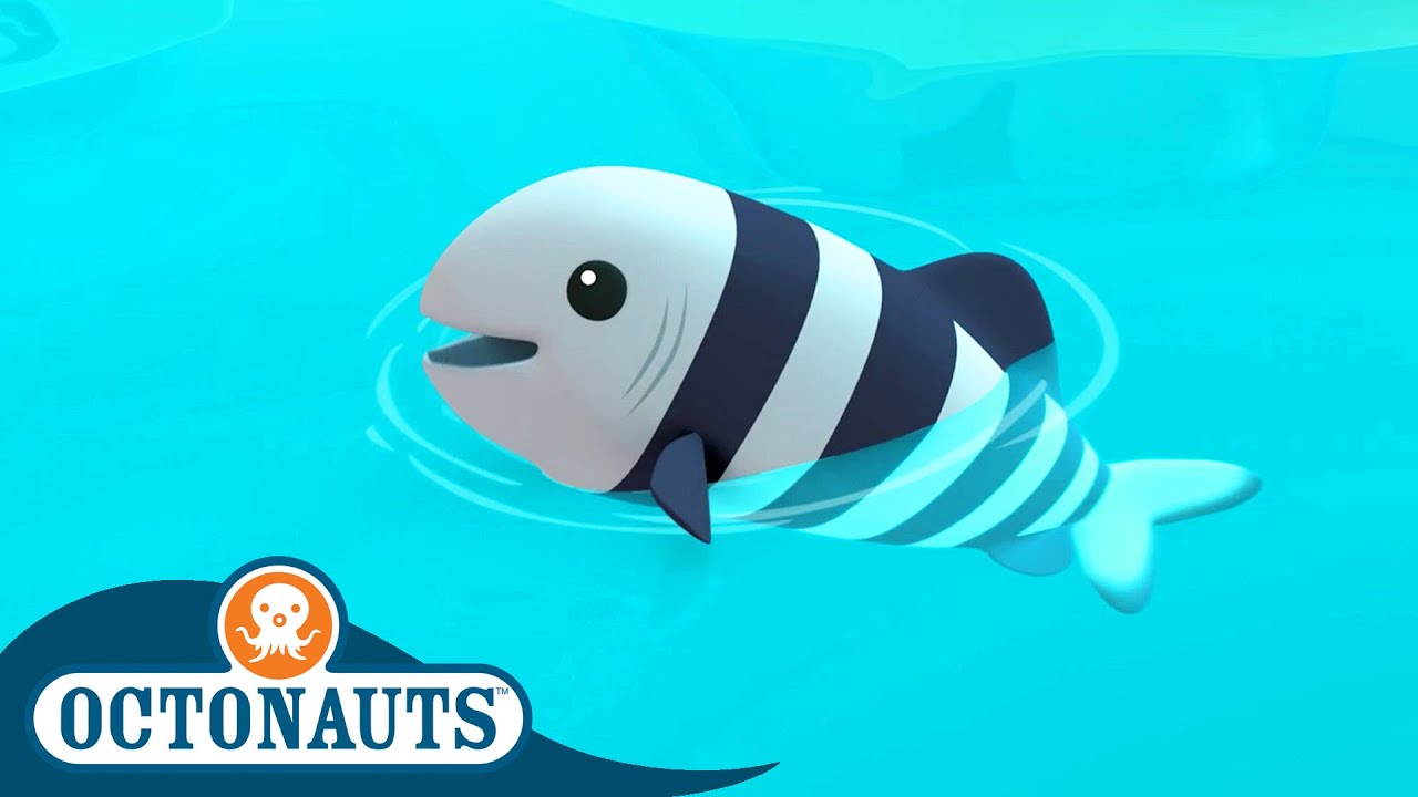 Octonauts - 🐟 The Hungry Pilot Fish 🦈, Season 1