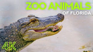 4K Wild Animals of Florida ZOO - Meeting Alligators, Turtles, Bengal Tiger, Macaw Parrot & Many More by Animals and Pets 850 views 2 years ago 1 hour, 5 minutes