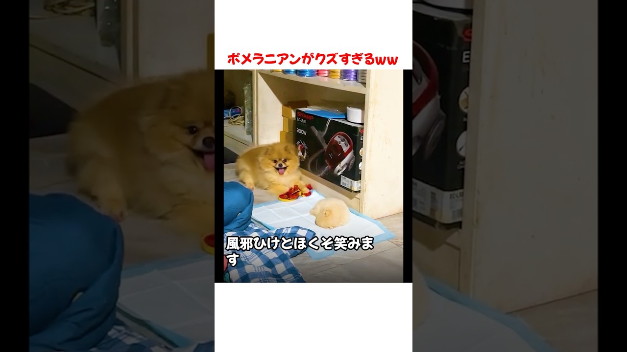ポメラニアンがクズすぎたｗｗｗｗｗ