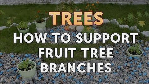 How to Support Fruit Tree Branches