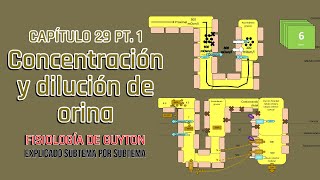 CAP 29 (1/2): concentración y dilución de orina l Fisiología de Guyton