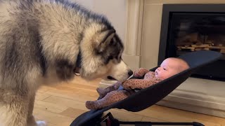 Husky Learns To Rock Newborn Baby In His Bouncing Chair! (Best Babysitter Ever!!)