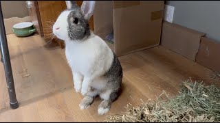 February Breed of the Month: Dutch Rabbit
