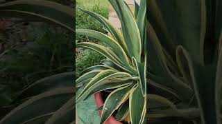 Agave Plants #Shorts