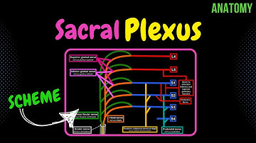 Sacral Plexus (Scheme + QUIZ) | Anatomy