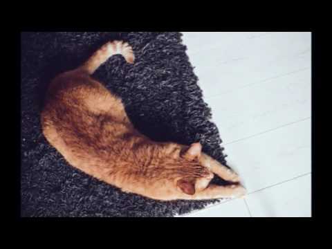 فيديو: فقدان التوازن (مشية غير متوازنة) في القطط