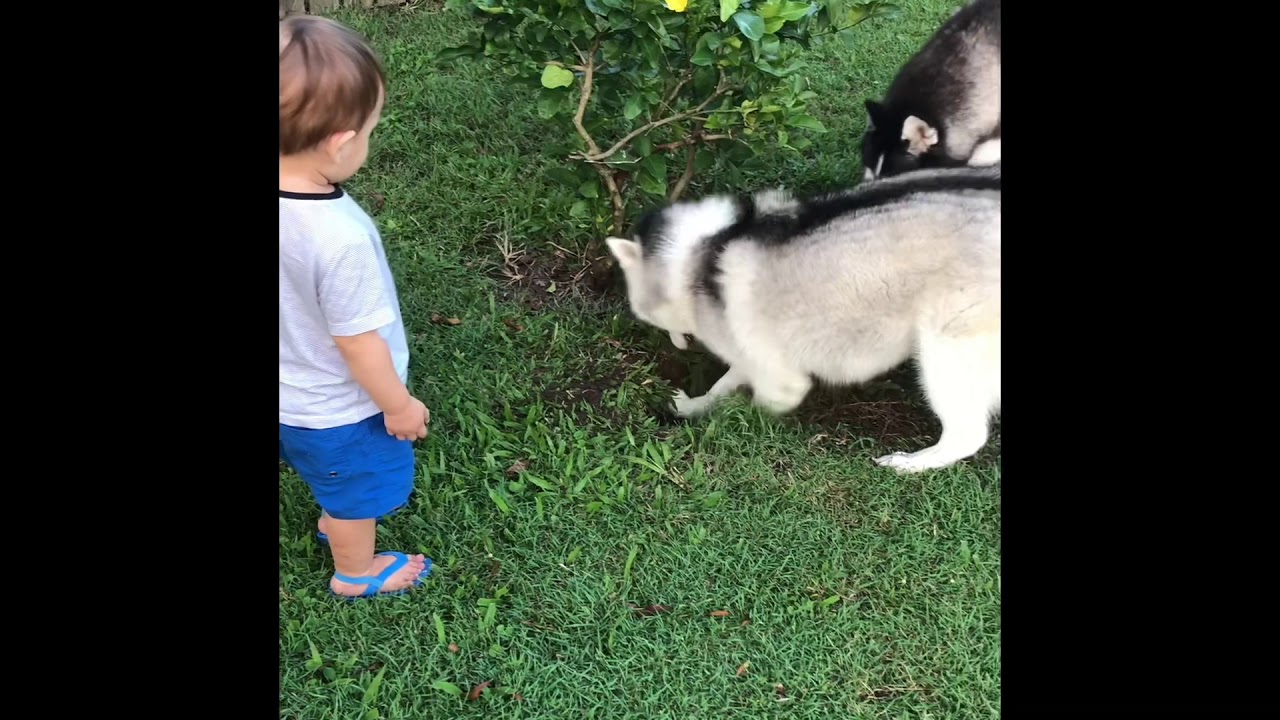 Husky digging a hole to lay down - YouTube