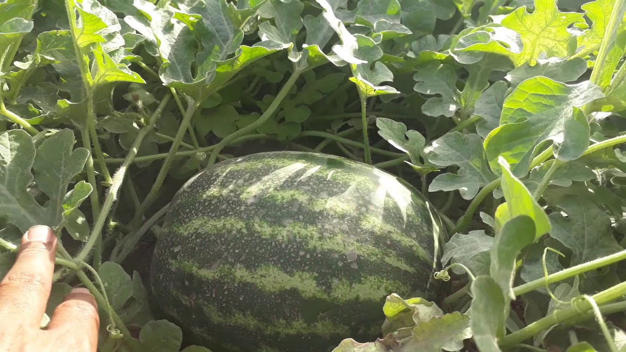 أمراض البطيخ الأحمر  وكيفية الوقاية منها ...