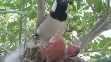 فارس عباد / سورة الإسراء / قُل لَّوْ أَنتُمْ تَمْلِكُونَ خَزَائِنَ رَحْمَةِ رَبِّي