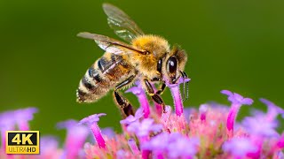 Honey Bees In 4K Ultra HD - Bee Hives - 4K Honey Firm Video - Relaxing Music