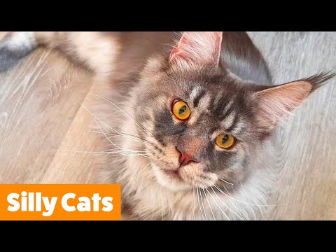 AWWW Cutest Cat Videos! Funny Pet Videos