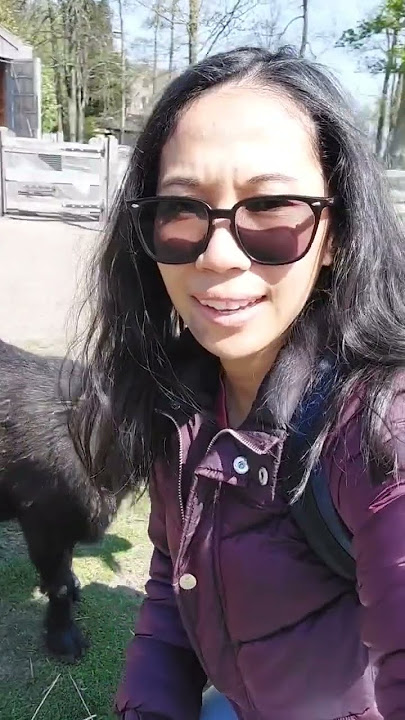 MAIN KE PETERNAKAN DE BELANDA,ADA 1 KAMBING HITAM YANG LUMAYAN RAMAH TAPI LAMA LAMA MAU NANDUK