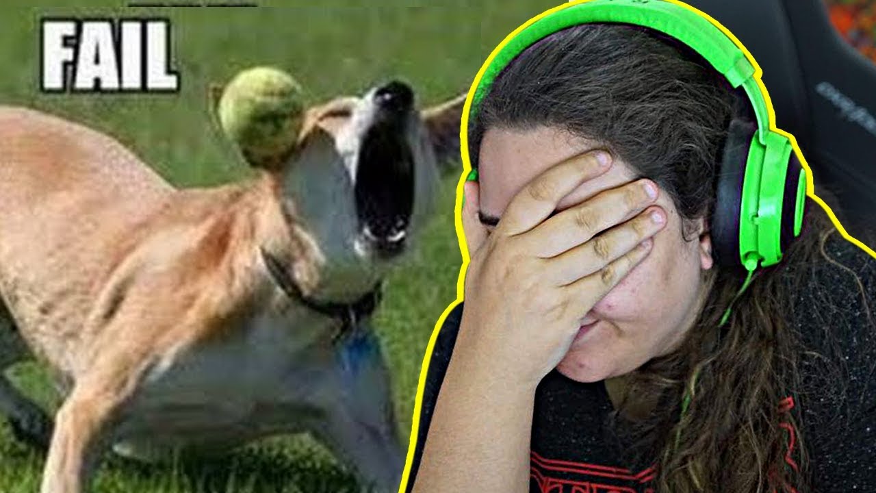 ANIMAIS QUE FIZERAM CAGADA