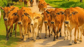 Kerumunan sapi lembu Ternak Beramai-ramai Berjalan Menuju ladang hijau, Suara Sapi Moo, Sapi Lucu