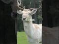A Deer Appeared in the Same Place Every Full Moon 🌕🦌 The Mystery Shocked Villagers!