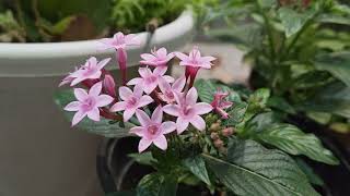 Soft Pink Petals Gently Moving In The Garden screenshot 2