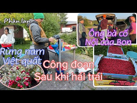 Video: Dâu Rừng (lingonberry Và Cranberry)