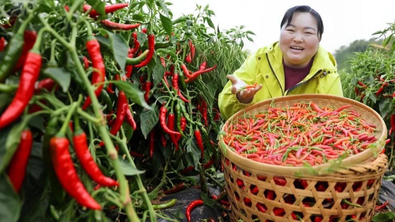 【陕北霞姐】吃不完的辣椒别扔！霞姐教你做成牛肉辣椒酱，香辣下饭，久存不坏！