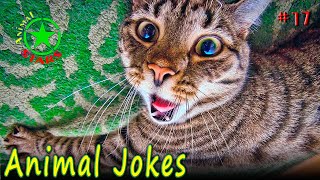 Animal Jokes 🐶 🐒 🐼 Funny Dogs Cute Cats Amazing Pets Funny Jokes 2020 №17 by Animal Stars 28,528 views 3 years ago 4 minutes, 57 seconds