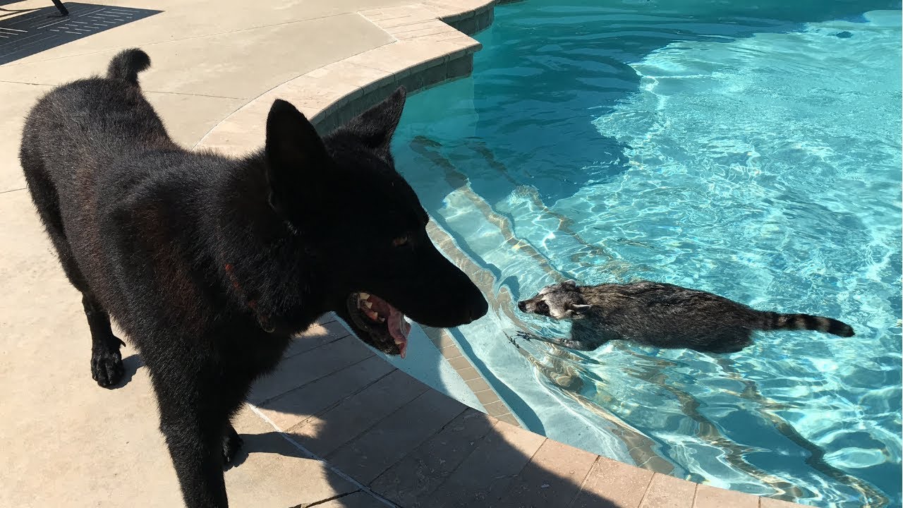 Raccoon Teaches dog how to Swim for the First Time! YouTube