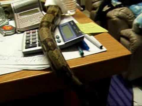 Five foot long Boa on the Loose