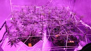Organic gaia green soil 4x4 tent viparspectra, trinity kush emerald triangle seeds...Day 3 of flower
