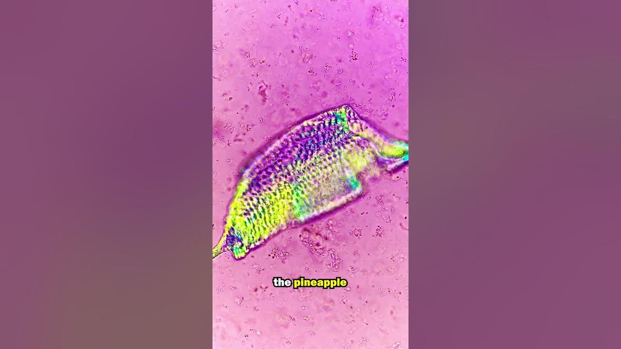 fact-or-cap-pineapples-contain-microscopic-needles-youtube