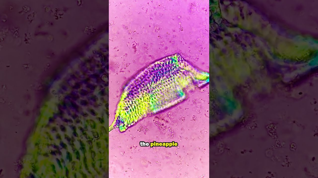 FACT OR CAP Pineapples Contain MICROSCOPIC NEEDLES YouTube FACT OR CAP Pineapples Contain MICROSCOPIC NEEDLES YouTube