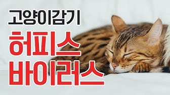 고양이감기 - Youtube