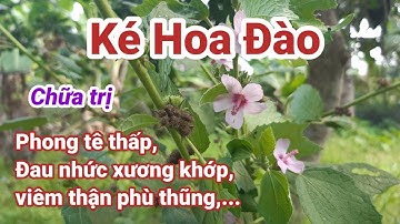 Công dụng cây Ké Hoa Đào| Bài thuốc trị đau nhức xương khớp| Hằng Lê HG85