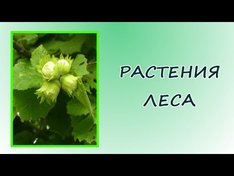 Окружающий мир. Растения леса.