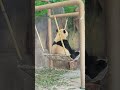 🐼It's a hammock, and a swing. 🍀It's giant #panda Jing Liang's lazy day of swaying.☺️