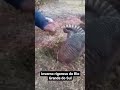 Tatu congelado é resgatado. Veja até o final.